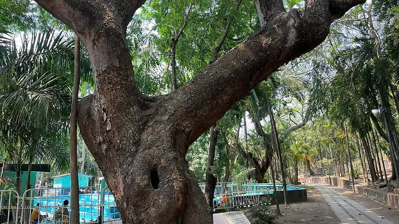Huanacaxtle 